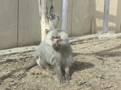 -合肥野生动物园