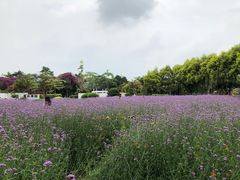 -广东花都香草世界旅游度假区