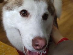 -Husky Go! 哈士奇体验馆·宠物咖啡厅狗咖