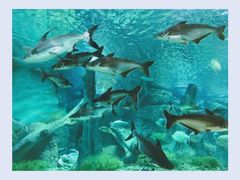 -福州罗源湾海洋世界旅游区