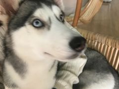 -Husky Go! 哈士奇体验馆·宠物咖啡厅狗咖