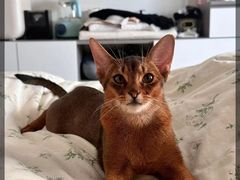 -猫十亿·布偶金渐层·曼基康矮脚猫舍(青年路店)