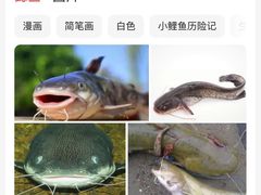 -小火炕铁锅炖鱼