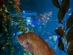 -瑞普利水族馆