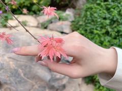 -中国科学院华南植物园
