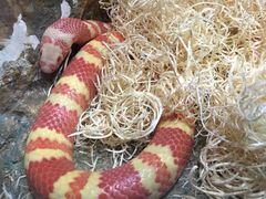 -珠海横琴长隆《卡卡虎奇遇记》