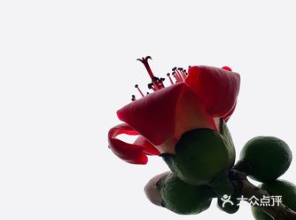 人民桥北端步行楼梯（沙面东出口）处的木棉花