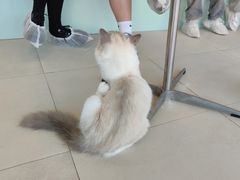 -怪兽屋·羊驼·猫咖·狗咖(俊华广场店)