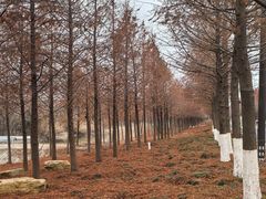 -黄海国家森林公园