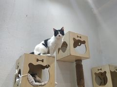 -猫色咖啡·猫咖