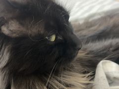 -瑞派天宁宠物医院·猫科·异宠中心