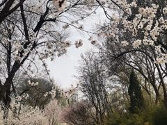 -桃花堤公园
