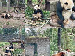 -都江堰中华大熊猫苑