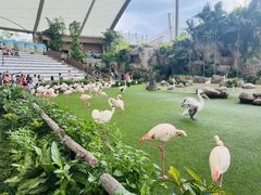 -新加坡飞禽公园