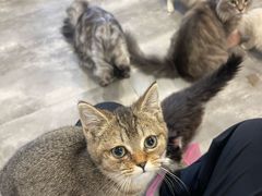 -楼上猫咖(罗湖店)
