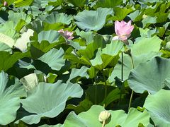 -昆山城市生态森林公园