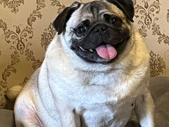 -宠颐生汉谟拉比宠物医院