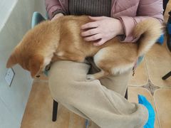-Let's go狗咖·猫咖·奶狗·桌游(春熙路IFS店)