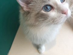 -飞行喵MR PILOT|猫舍·猫咖(静安大融城店)