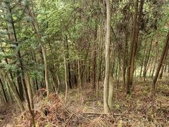 -石台牯牛降景区