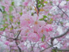 -莫愁湖公园