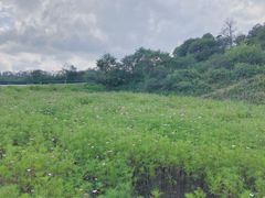 -关山草原