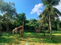 -海南热带野生动植物园