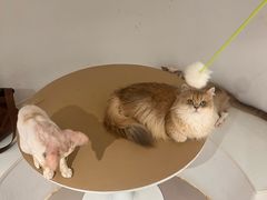 -琪喵猫屋·撸猫猫咖·猫舍