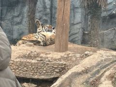 -五龙山野生动物王国