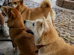 -柴犬高等学院·狗咖·柴犬售卖·宠物训练