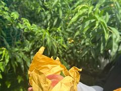 -南汇水蜜桃采摘(大团店)