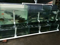 -八仔大富楼·河鲜(西江店)