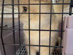 -pd派德宠物中心医院24H急重症·眼科中心·血液透析中心(嵩山北路店)