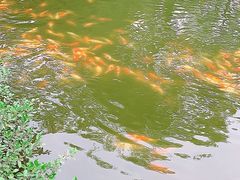 -西湖外事游船(花港观鱼码头)