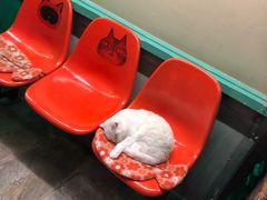 -猫咪博物馆(顶澳仔猫街店)