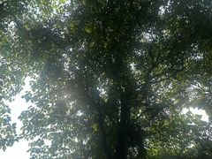 -金鸡山公园