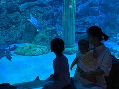 -芜湖新华联大白鲸海洋公园