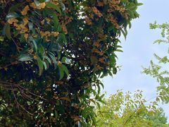 -洋湖国家湿地公园