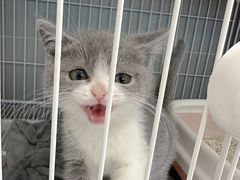 -翊宠yipet猫狗购宠庄园犬舍•猫舍