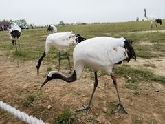 -盐城丹顶鹤湿地生态旅游区