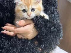 -艾贝尔宠物医院·24H转诊中心·肿瘤猫专科(江宁双龙店)
