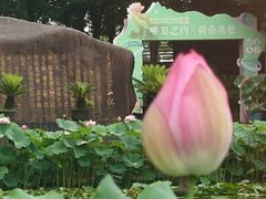 -陈家山荷花公园