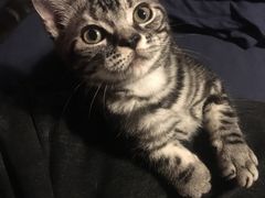 -猫大福·Fortune Cat猫舍(百子湾店)