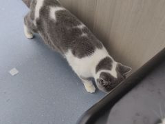 -宠物星动物医院·眼科·异宠·猫科(江南大道总院)