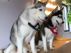 -Husky Go! 哈士奇体验馆·宠物咖啡厅狗咖