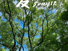 -上海共青森林公园