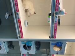 -lincat·猫舍(广州店)