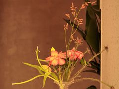 店里随处可见的鲜花-二酉书店TOYOU BOOKS