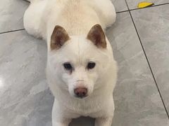 -柴犬小屋·柴餐厅·狗咖食堂(金鼎广场店)