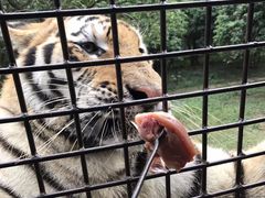 -深圳野生动物园